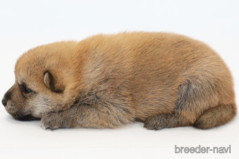 成約済の神奈川県の柴犬-342774の2枚目